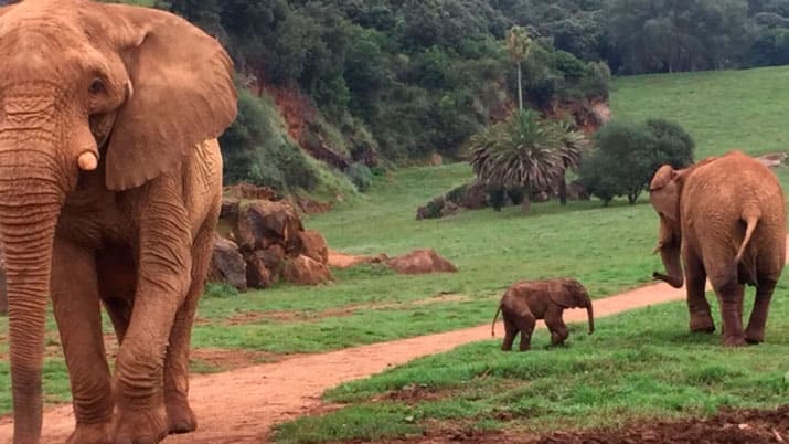Parque de Cabárceno en directo