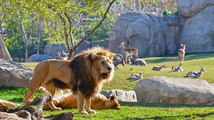 Visita virtual a Bioparc Valencia