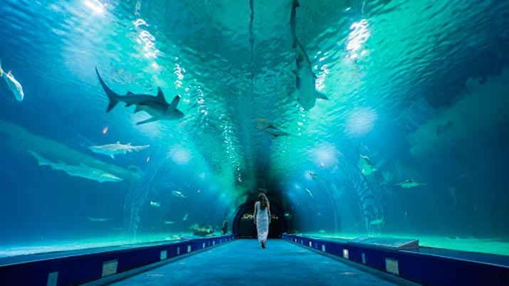 Visita virtual al Oceanogràfic de Valencia