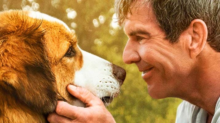 Tu mejor amigo: un nuevo viaje
