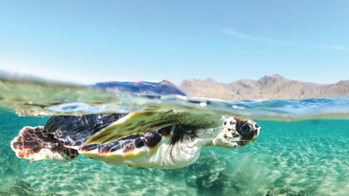 Taller Territorio Tortuga