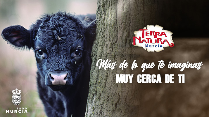 La vaca enana, un animal dócil que ha aumentado en popularidad en Terra Natura Murcia