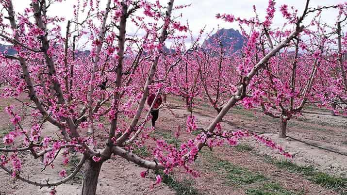 Visita con niños la floración de Cieza