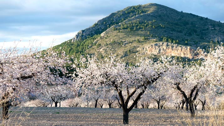 la floracion en familia region de murcia almendro