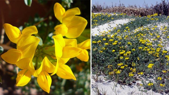 la floracion en familia region de murcia cuernecillo