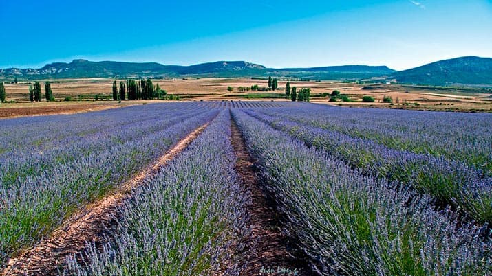 la floracion en familia region de murcia lavanda