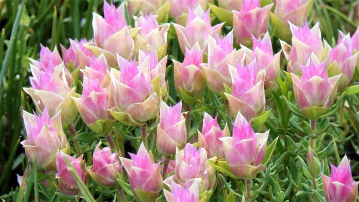 la floracion en familia region de murcia orquideas