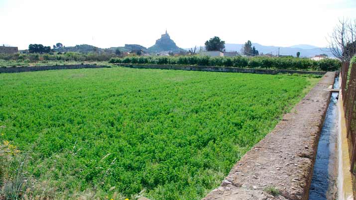 huerto hondo albercon