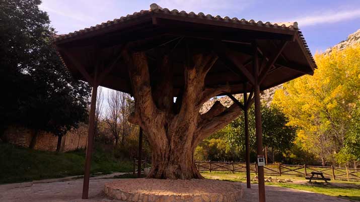 ruta el zarzalar nerpio 10
