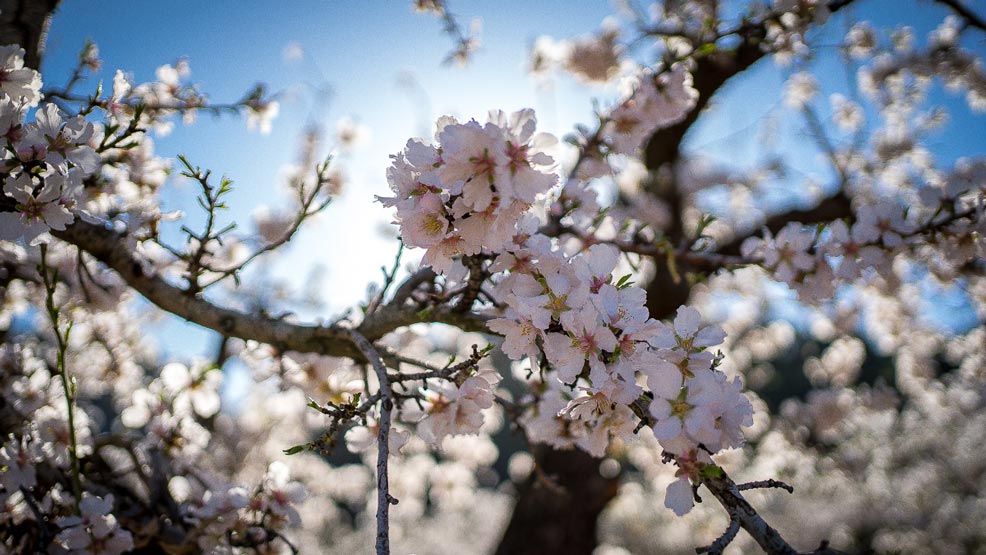 La mejor ruta para disfrutar de los almendros en flor en la Región de Murcia