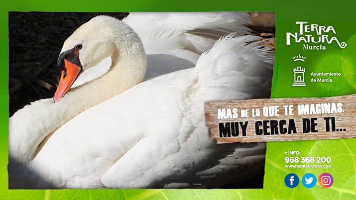 El cisne blanco, el animal de la nobleza y la belleza