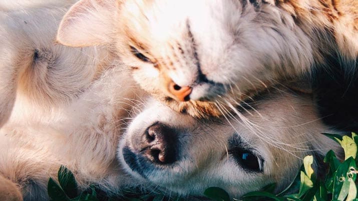 La Feria de Adopción de Animales animará a los asistentes a tener mascotas con responsabilidad