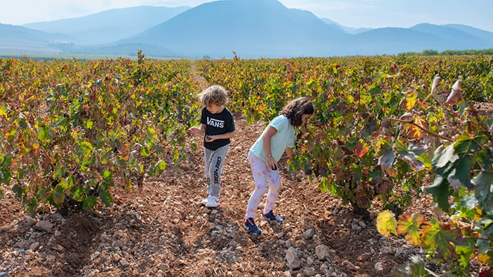 Disfruta de la vendimia en familia en Jumilla