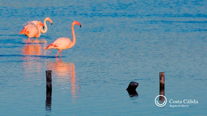 Avistamiento de aves en la Región de Murcia