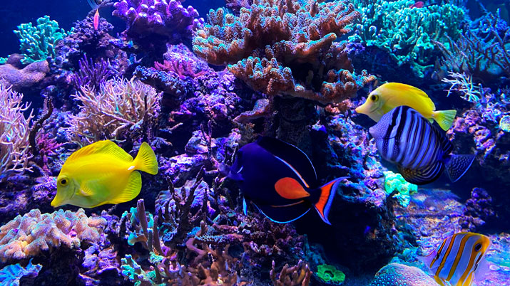 acuario 1