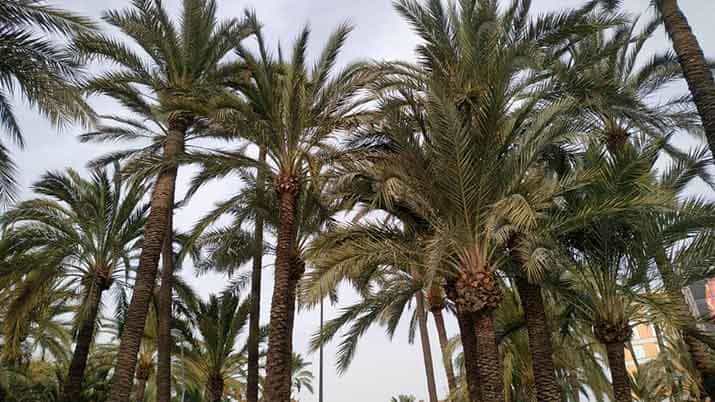 palmeral la paz 7