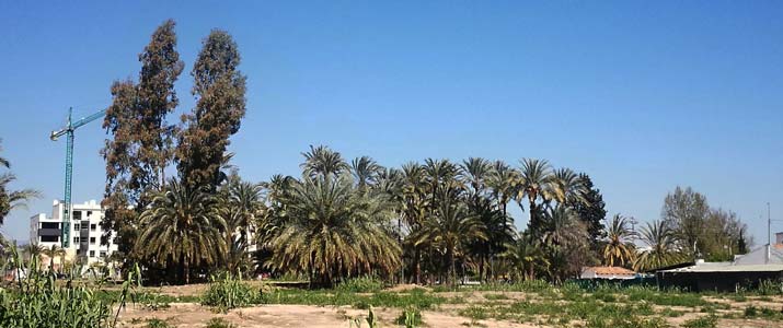 palmeral chico