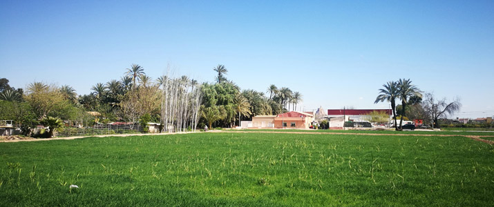 palmeral grande