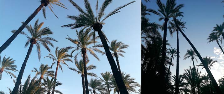 palmeral santiago zaraiche 2