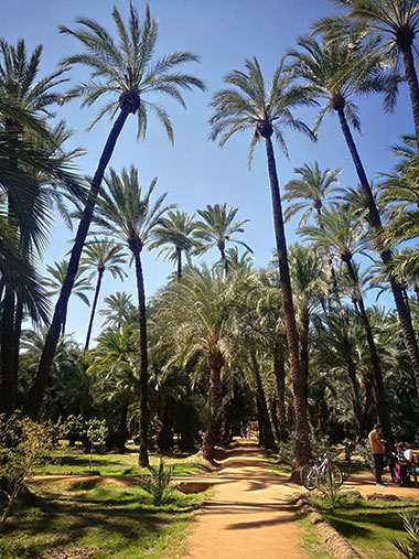 palmeral syz 1