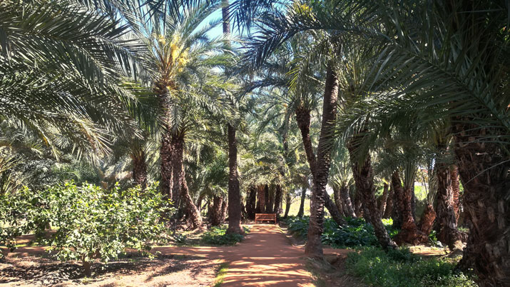 palmeral syz 2