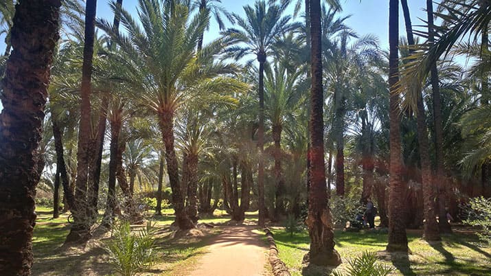 Palmeral de Santiago y Zaraiche