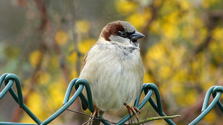 aves que viven con nosotros