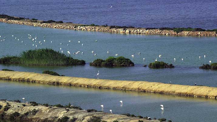 las aves de las salinas
