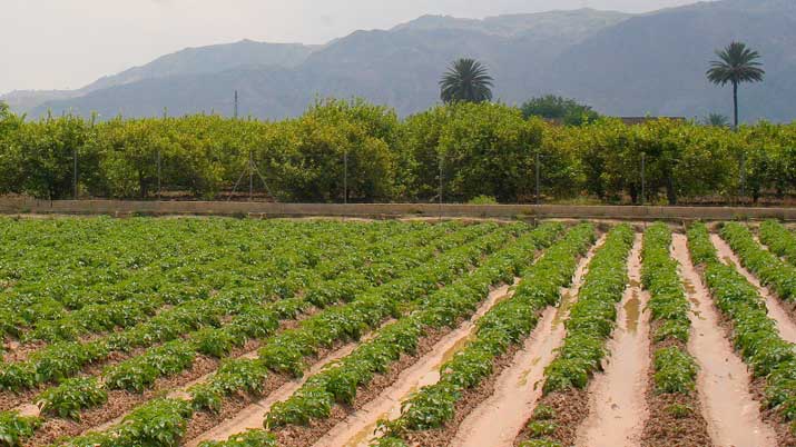 rincones de la huerta