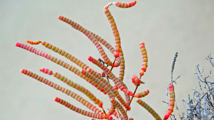que sabes de anfibios