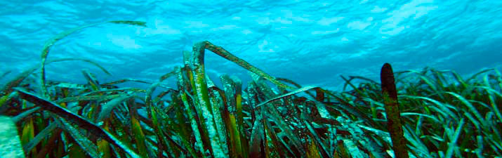 posidonia 1