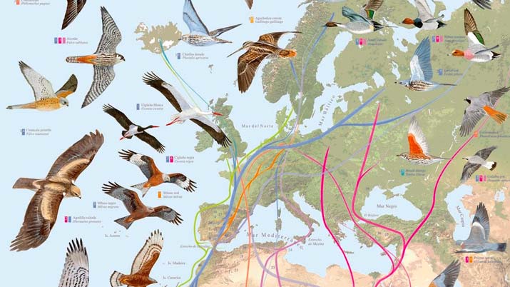 te imaginas un mundo sin aves