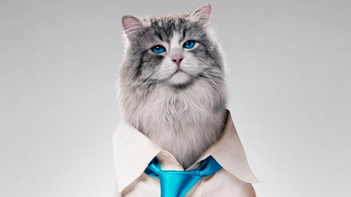 Siete vidas, este gato es un peligro