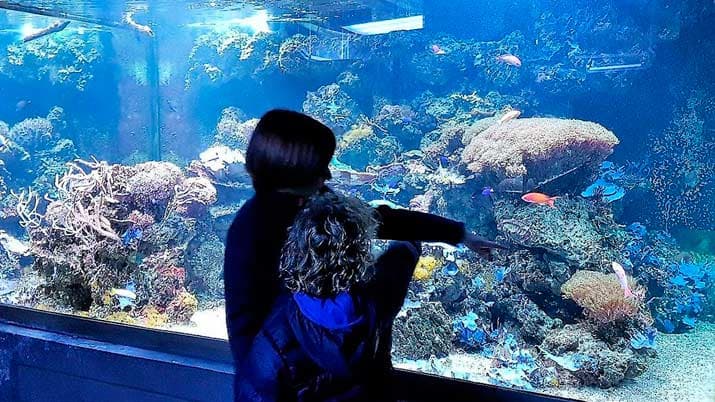 Acuario de la Universidad de Murcia