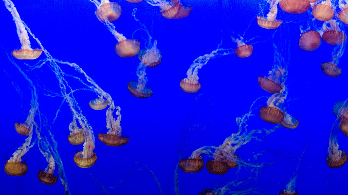 Aquarium de la Universidad de Murcia